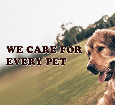 Hangzhou HuaAn Pet Products Co., Ltd